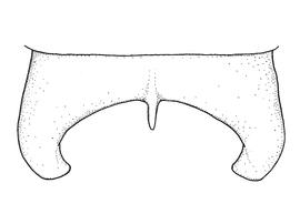   Anthidium palmarum  male, diagram showing dorsal view of seventh tergum (T7), diagram from Gonzalez and Griswold 2013 
